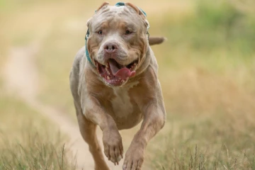 பிரித்தானியாவில் XL புல்லி இன நாயை சுட்டுக் கொன்ற பொலிஸார்!