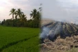 நாட்டின் பல பகுதிகளில் வயல் நிலங்களுக்கு தீ வைப்பதால் பேராபத்து