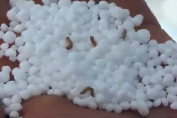விவசாயிகளுக்கு அதிர்ச்சி -மானிய உரத்தில் புழுக்கள்