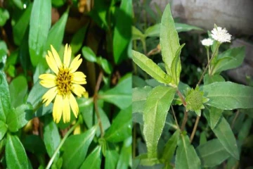 உடலின் அனைத்து நோய்களையும் விரட்ட உதவும் கரிசிலாங்கண்ணி: அவசியம் தெரிஞ்சிக்கோங்க