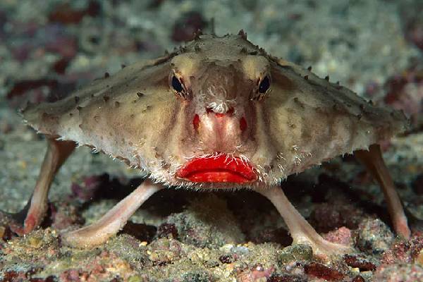 கடலுக்கு அடியில் வாழும் பேய் மீன் - இது எதை சாப்பிடும் தெரியுமா? | Red Lipped Batfish History Interesting Information