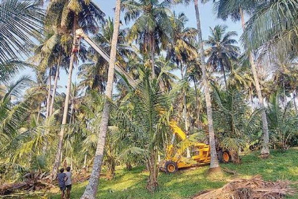 வெட்டி அழிக்கப்படும் 5000 தென்னை மரங்கள் : இழப்பீட்டுத் தொகை தொடர்பில் வெளியான தகவல் | Compensation Coconut Trees Cut Down In Matara