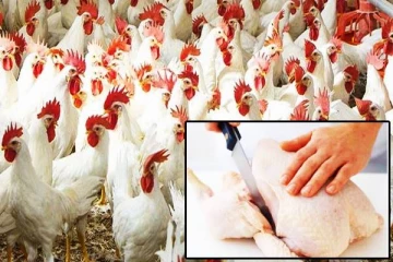 கோழி இறைச்சியின் விலையை குறைப்பு!