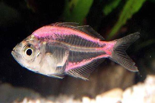 இலங்கையின் கடல் வளம் காக்கப்படும்!- அமைச்சர் சந்திரசேகர் | Minister Chandrasekhar Statement Announcement