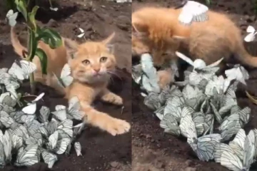 பட்டாம்பூச்சி பிடித்து விளைடாடும் பூனை குட்டி.... குழந்தைகளையும் மிஞ்சிய குறும்பு