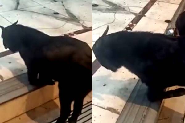 முட்டிபோட்டு பாபாவை வணங்கிய ஆடு.. ட்ரெண்டாகும் வீடியோ..! | Viral Video