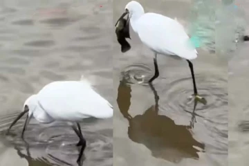 பசியை மறந்து மீனுக்கு உதவிய கொக்கு... ட்ரெண்டாகும் காட்சி