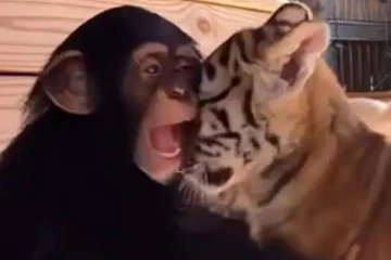 நீ எனக்கு செல்லம் .. புலி குட்டிகளுடன் கொஞ்சி, விளையாடிய சிம்பான்சி : வைரலாகும் வீடியோ