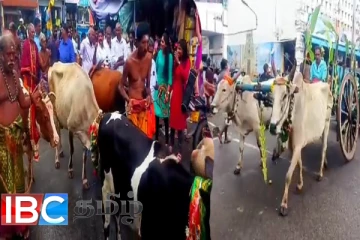 யாழ்ப்பாணத்தில் மிகவும் சிறப்பாக இடம்பெற்ற கோமாதா உற்சவம்