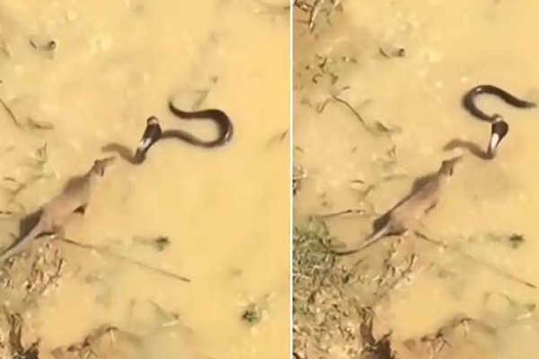 பாம்பிற்கும் கீரிக்கும் அரங்கேறிய சண்டை! சமாளிக்க முடியாத பாம்பின் பரிதாப நிலை | Cobra Vs Mongoose Fight Viral Video