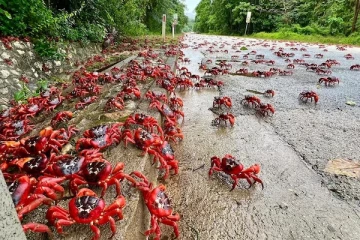 அவுஸ்திரேலியாவில் நண்டுகளால் போக்குவரத்து தடை ; வினோதமான நிகழ்வு