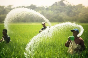 விவசாயிகளுக்கு மகிழ்ச்சி தகவல் - நாளை முதல் விலை குறைக்கப்படவுள்ள முக்கிய உரவகை