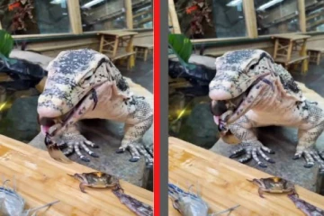 viral video: நண்டுகளை சோளப்பொரி போல் அசால்ட்டாக சாப்பிடும் ராட்சத முதலை...