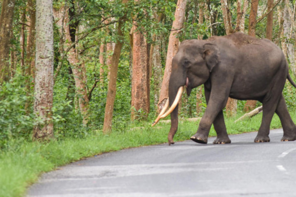 கொக்குத்தொடுவாயில் காட்டு யானை தாக்குதல்: குடும்பஸ்தர் படுகாயம் - அச்சத்துடன் வாழும் மக்கள் விடுக்கும் கோரிக்கை | Elephant Attack In Sri Lanka கொக்குத்தொடுவாயில் காட்டு யானை தாக்குதல்: குடும்பஸ்தர் படுகாயம் - அச்சத்துடன் வாழும் மக்கள் விடுக்கும் கோரிக்கை | Elephant Attack In Sri Lanka