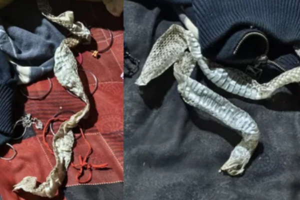 நாகினியாக மாறிய பெண் ; அறையில் கிடந்த பொருட்களால் திகிலில் உறைந்த கிராமம் | Up Woman Turns Into A Naagin Escape Boyfriend