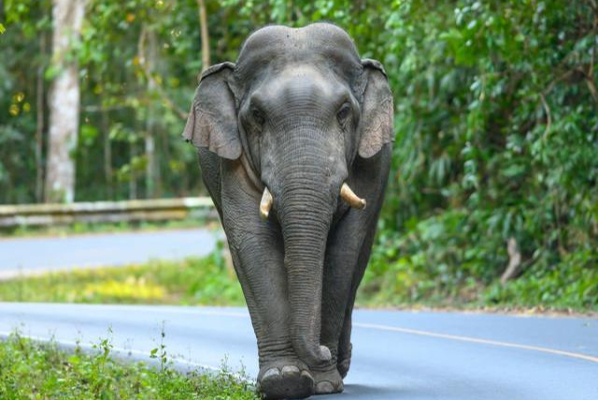 மீன் விற்க சென்றவரை தூக்கியடித்த யானை! | Elephant Who Went To Sell Fish Threw Him