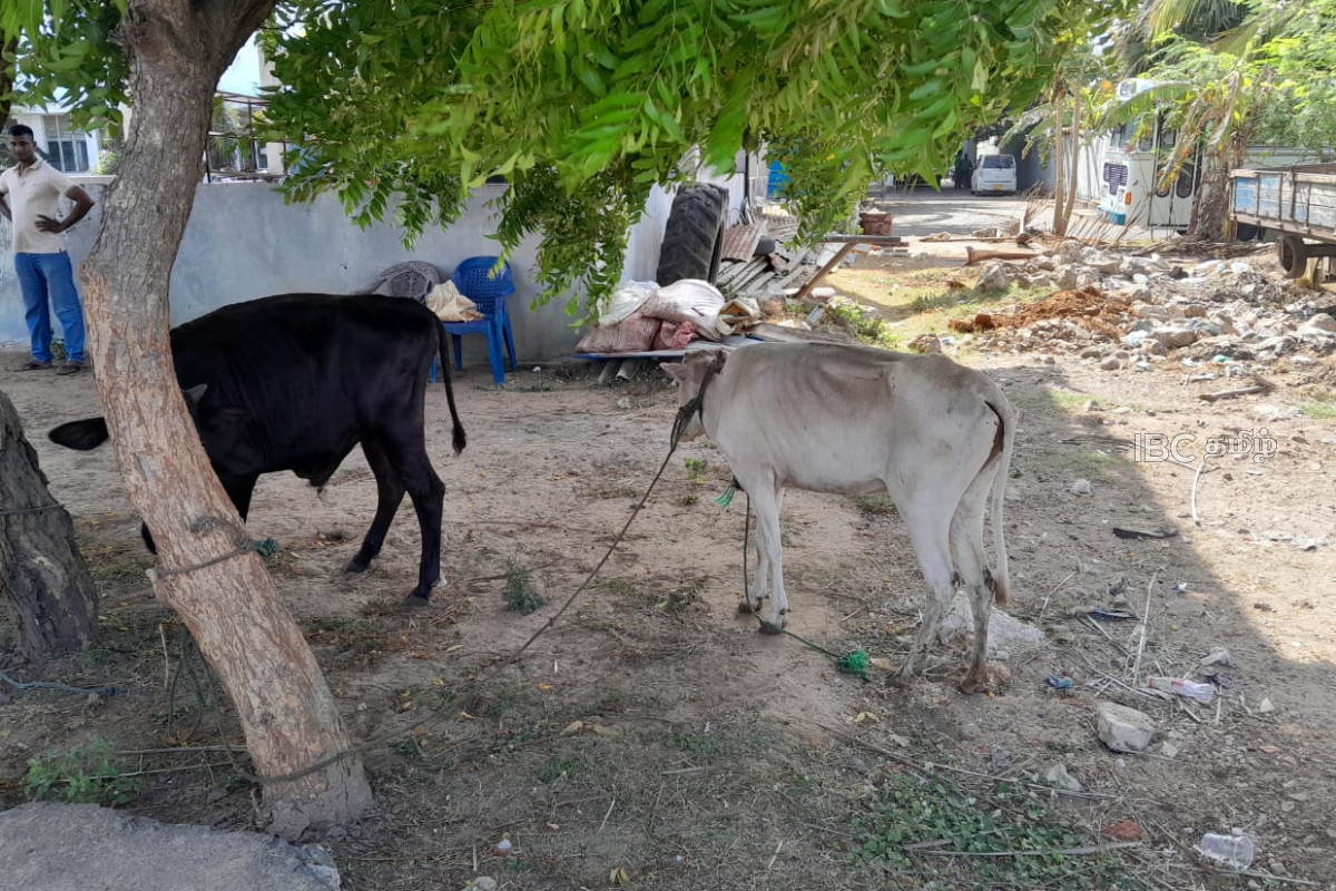 யாழில் சட்டவிரோதமாக இறைச்சியாக்க தாயார் நிலையில் இருந்த மாடுகள் மீட்பு! | Illegal Slaughterhouse Raided In Jaffna 1 Arrested