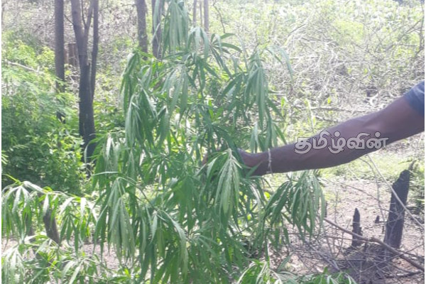 புத்தளத்தில் சட்டவிரோதமாக கஞ்சா செடிகளை வளர்த்தவர் கைது (photo) | Person Cannabis Plants Illegally Puttalam Arrested