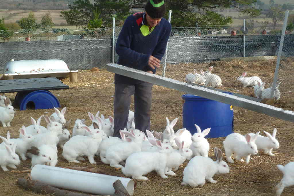 முயலால் ஆஸ்திரேலியாவிற்கு இத்தனை கோடி நஷ்டமா! | So Many Crores Loss To Australia Due To Rabbit