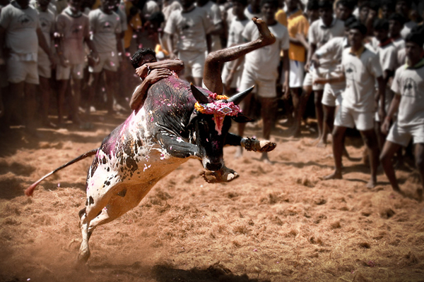 m-k-stalin-s-tweet-about-jallikattu-verdict m-k-stalin-s-tweet-about-jallikattu-verdict