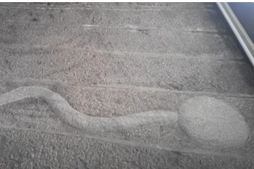 தமிழனின் கோவில் சிற்பத்தில் விந்தணு...  உலகையே உலுக்கும் உண்மைகள்! மிரள வைத்த தமிழனின் மருந்துவம்