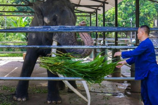 முத்துராஜா நிலை வேண்டாம்; இலங்கையில் யானை வைத்தியசாலைக்கு தாய்லாந்து திட்டம் | Elephant Hospital Sri Lanka Don Muthuraja Status