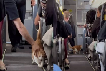 பறந்து கொண்டிருந்த விமானத்தில் சுற்றித்திரிந்த பூனை... வைரலாகும் காட்சிகள்!