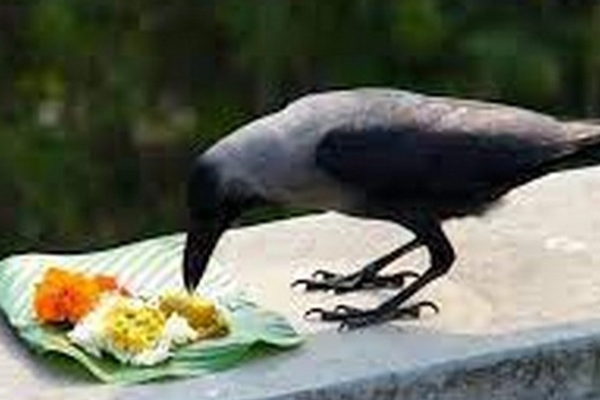 பித்ருக்களின் ஆசிகிடைக்கும் ஆடிஅமாவாசை ; மறக்காமல் இதெல்லாம் செய்யுங்கள்! | Aadi Amavasaiya Auspicious Of The Pitrus