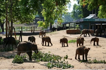 உடவளவை சரணாலயத்தில் தஞ்சமடைந்த 06 யானைகள் விடுவிப்பு