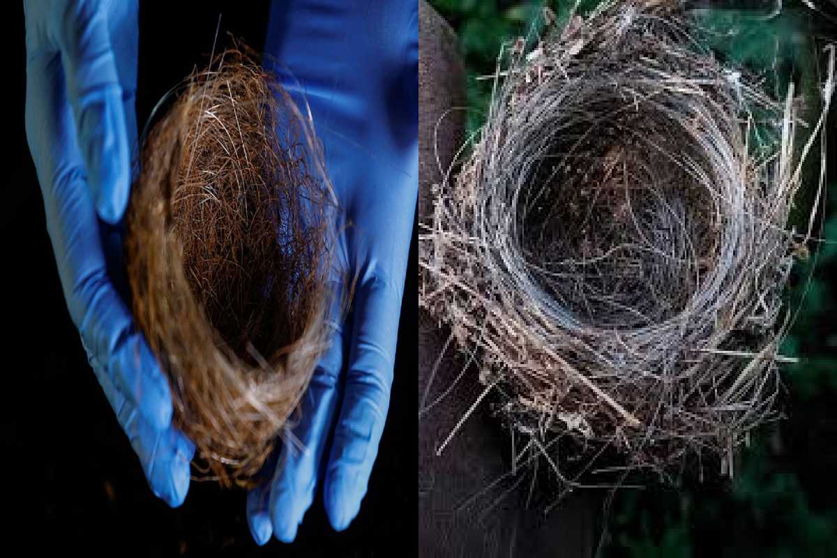 உக்ரைன் போரால் பாதிக்கப்பட்டுள்ள பறவைகளின் வாழ்வு | The Impact Of The War In Ukraine On Bird Life உக்ரைன் போரால் பாதிக்கப்பட்டுள்ள பறவைகளின் வாழ்வு | The Impact Of The War In Ukraine On Bird Life