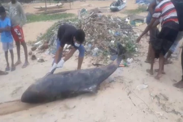 மாரவில கடற்கரையில் உயிரிழந்த நிலையில் கரையொதுங்கிய டொல்பின்!