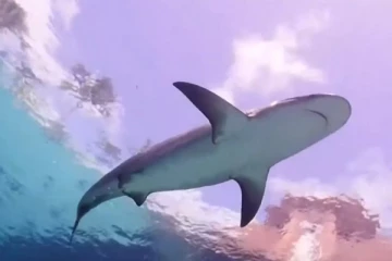 அமெரிக்காவில் பொழுதுபோக்கு நிகழ்ச்சியின் போது சிறுவனின் காலை கடித்த சுறா