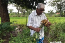 பார்வையிழந்த நிலையிலும் இஞ்சி மற்றும் மஞ்சள் செய்கையில் வெற்றிகண்ட விவசாயி