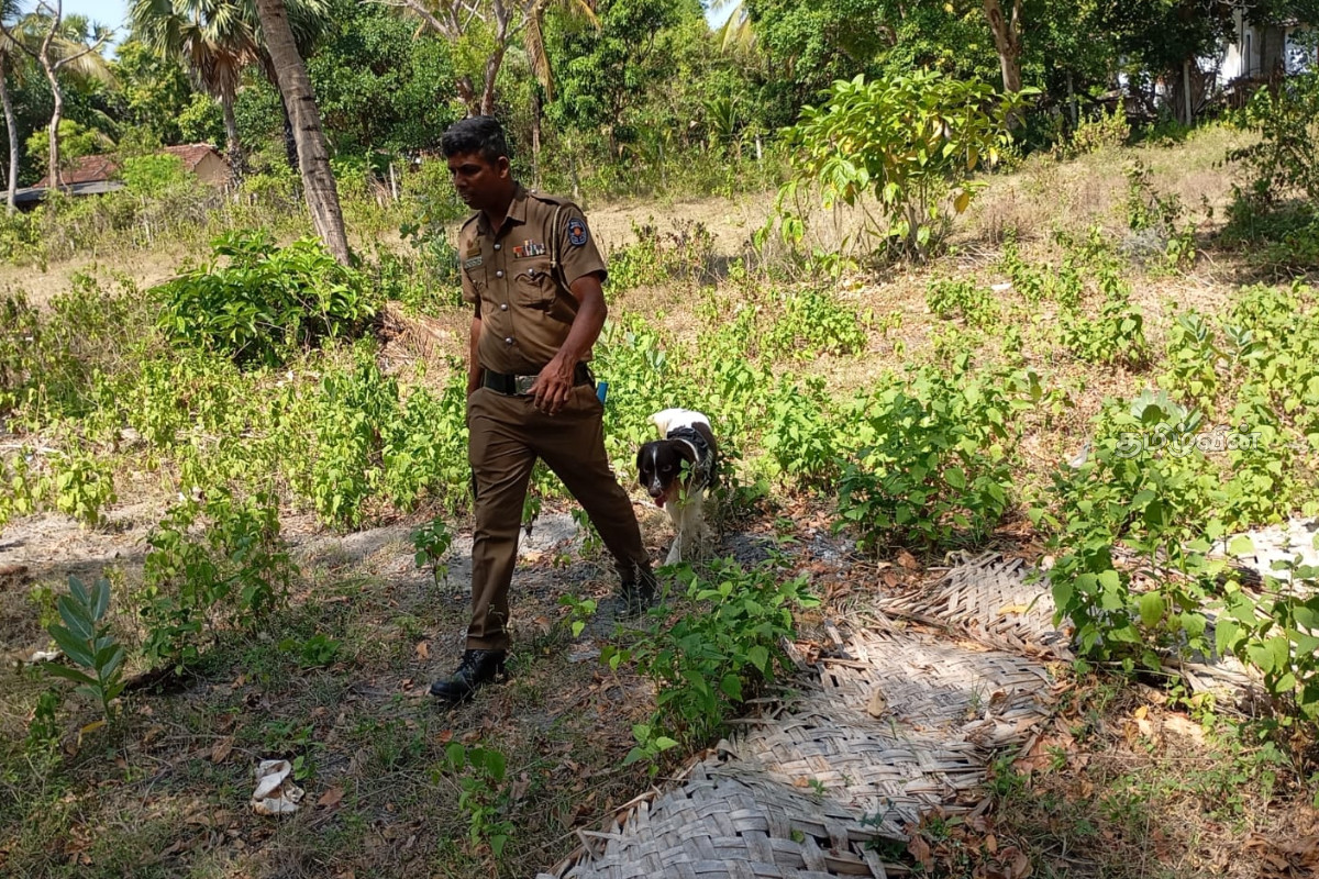 திருகோணமலையில் பழைய பொலிஸ் காணிக்குள் ஒரு தொகை தோட்டாக்கள் மீட்பு | Bullets Recovered From Old Police Land Trinco திருகோணமலையில் பழைய பொலிஸ் காணிக்குள் ஒரு தொகை தோட்டாக்கள் மீட்பு | Bullets Recovered From Old Police Land Trinco