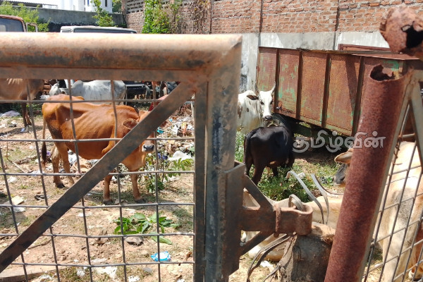 கல்முனையில் கட்டாக்காலி மாடுகளுக்கு தண்டப்பணம் அறவீடு | Penalty Imposed On Stray Cows In Kalmunai