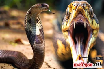 பாம்புக்கு குரல் வலை இல்லையா! அப்போ சீறும் சத்தம் எப்படி உருவாகுதுன்னு தெரியுமா?