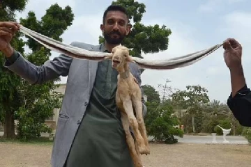 இவ்வளவு நீளமா! பலரையும் வியப்பில் ஆழ்த்திய ஆட்டுக்குட்டி