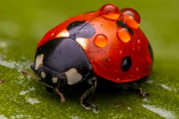 இரை விழுங்கி பொறி வண்டுகள் பற்றி தெரியுமா?