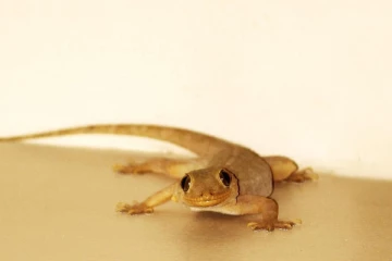 தாங்க முடியாத பல்லி தொல்லையா? திசை தெறியாமல் ஓட விட இந்த ஒரோ ஒரு பொருள் போதும்