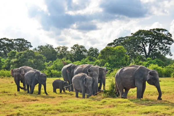 ஆசியாவின் சிறந்த சுற்றுலா தலங்கள் பட்டியலில் இடம்பிடித்த இலங்கை | Sri Lanka Among Top 5 Best Places To Visit In Asia