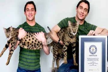 கின்னஸ் உலக சாதனையில் இடம்பெற்ற பூனை! வைரல் வீடியோ: