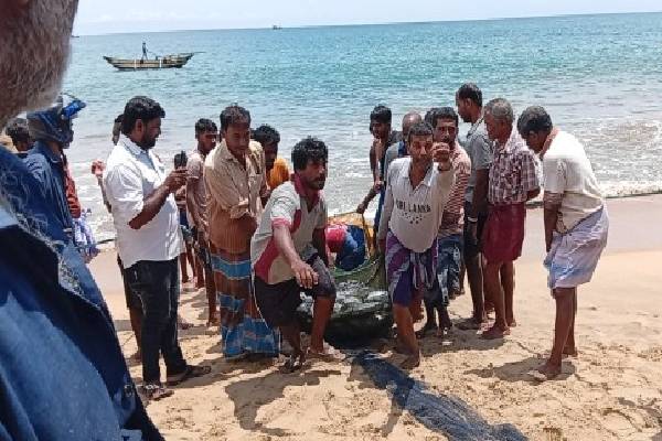மீனவர்களுக்கு கிடைத்த அதிர்ஷ்டம் ; வலையில் சிக்கிய 1500க்கு மேட்பட்ட சூரை மீன்கள் | Fishermen Luck 1500 Tuna Caught In A Single Day