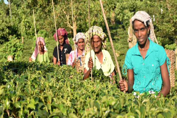 வடமாகாணத்தி்ல் இலங்கையின் இரண்டாவது தெங்கு முக்கோண வலயம் | Second Coconut Triangle Launched Northern Province