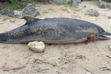 யாழில் உயிரிழந்த நிலையில் கரையொதுங்கிய டொல்பின்(Photos)