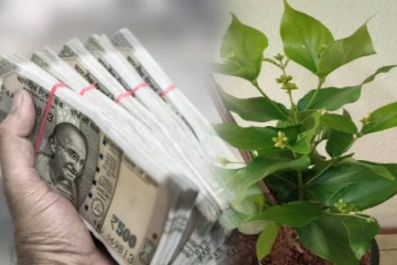 வாஸ்து: இந்த ஒரு செடியை வீட்டின் கிழக்கு திசையில் நட்டால் பணம் கொட்டுமாம்