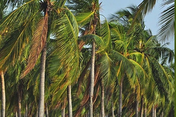 தென்னம் தோப்புகளை தாக்கும் வெள்ளை ஈ -11 மாவட்டங்களுக்கு பரவியது | Whitefly Insect Harmful To Coconut Cultivation