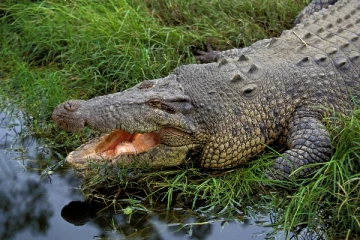 அச்சத்தில் பிடியில் அம்பாறை மக்கள்; நடவடிக்கை எடுக்க கோரிக்கை!