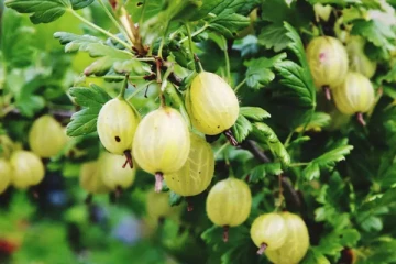 மருத்துவ பலன்கள் நிறைந்த நெல்லிக்காய்!  எப்படி சாப்பிடுவது நல்லது?