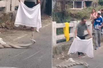 நடுவீதியில் சுயநினைவின்றி பின்னி பிணைந்து காதலித்த பாம்புகள்: வைரலாகும் காணொளி