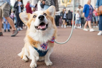 மகாராணியாரின் மறைவைத் தொடர்ந்து செல்லப்பிராணிகளின் நடவடிக்கைகளில் ஏற்பட்டுள்ள மாற்றம்: சமூக ஊடகங்களில் வெளியாகும் செய்திகள்...